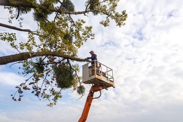 Miller's Tree Service Safe & Affordable Tree Solutions