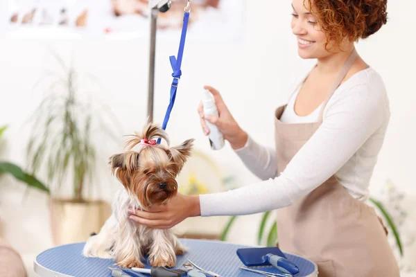 Shampoochi Day Spa Mobile Grooming Professional Dog and Cat Care Services