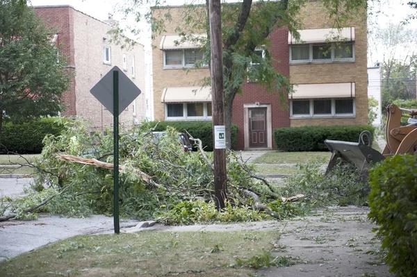 When you should call for emergency tree removal immediately
