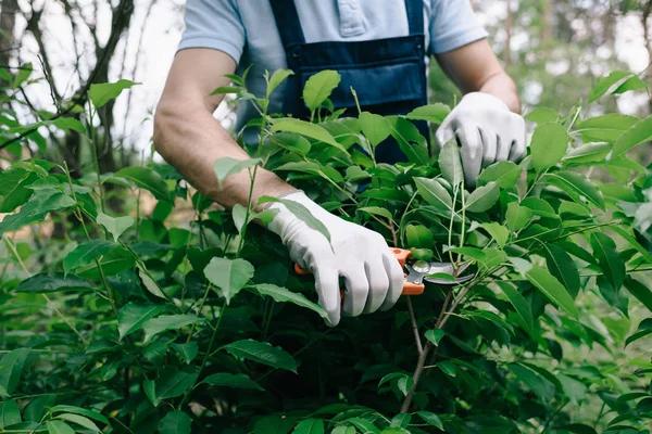 Licensed Tree Service Janesville for Expert Tree Removal and Trimming